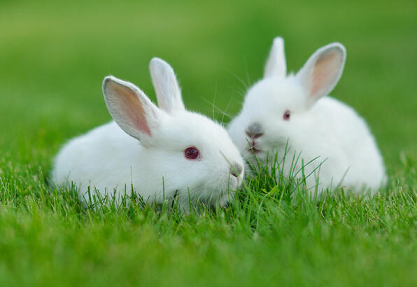 Evcil tavşanla arkadaşlık kurmak için nasıl davranmalı?