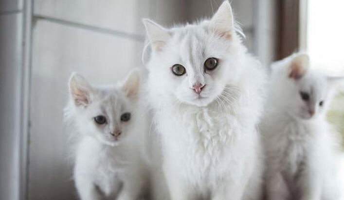 Ankara Kedisi Özellikleri Nelerdir? Yavru Beyaz Ankara Kedisinin Bakımı Nasıl Yapılır?