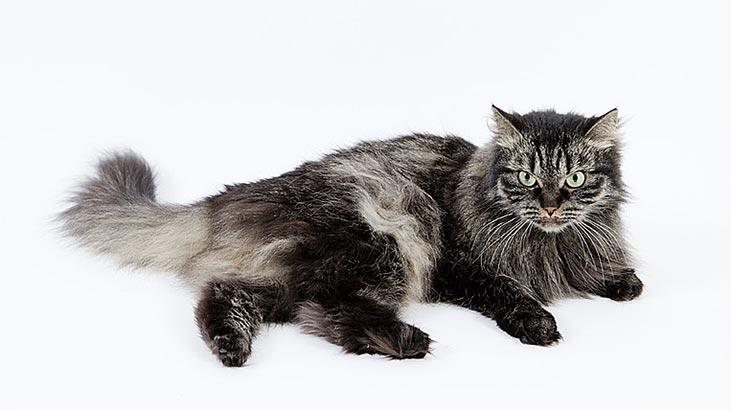 Sibirya Kedisi Özellikleri Nelerdir? Yavru Siberian Kedisinin Bakımı Nasıl Yapılır?