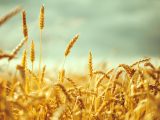 Bakanlık'tan '26 günlük buğday' açıklaması