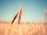 Dünyanın sadece 26 günlük buğdayı kaldı