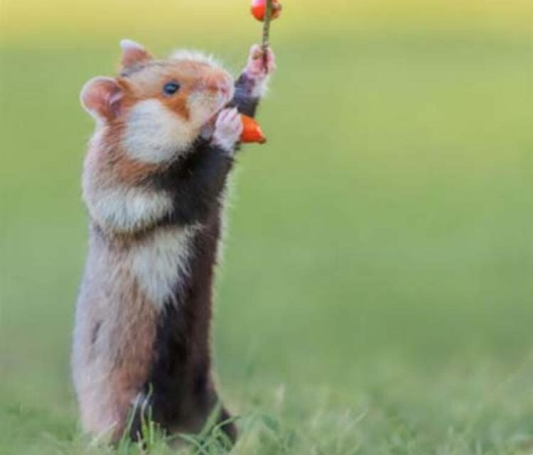 Doğal halleriyle aşırı sevimli Hamster fotoğrafları
