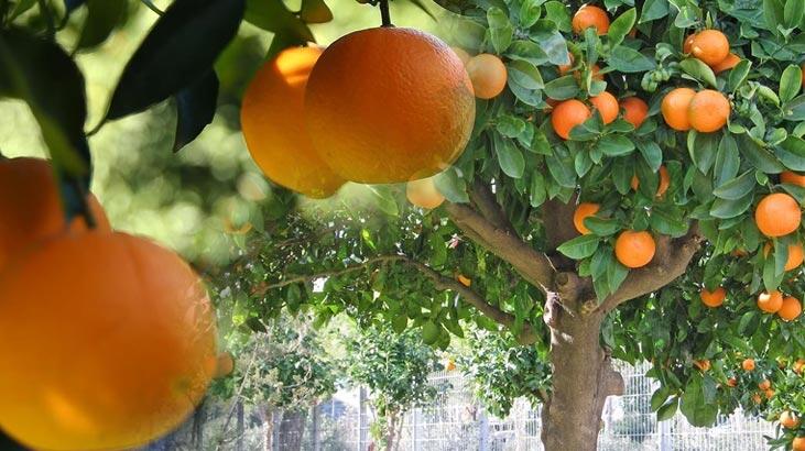 Portakal Ağacı Özellikleri Nelerdir, Nasıl Yetiştirilir?