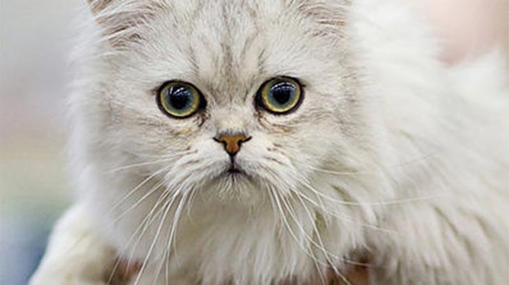 Tiffanie Kedisi Özellikleri Nelerdir? Yavru Chantilly Kedisinin Bakımı Nasıl Yapılır?