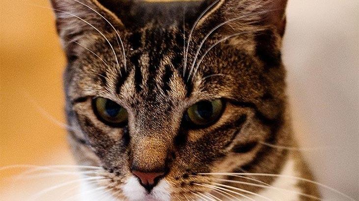Amerikan Kedisi Özellikleri Nelerdir? Yavru American Shorthair Kedisinin Bakımı Nasıl Yapılır?